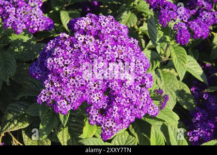 Fiore di vaniglia, eliotropio da giardino Foto Stock