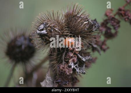 Ladybug su un thistle Foto Stock