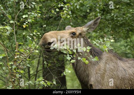 Alce eurasiatica, alce europeo, Alces alces, Germania, Germania, Europa Foto Stock