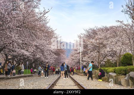 MYEONG-DONG, SEOUL, COREA: 30 MARZO 2016: Festa primaverile della fioritura dei ciliegi presso la stazione di Gyeonghwa, Jinhae, Corea del Sud, Asia Foto Stock