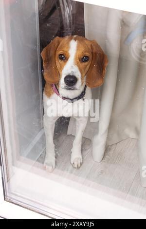 Cane Beagle che guarda attraverso una porta di vetro con tende dietro di essa. Foto Stock