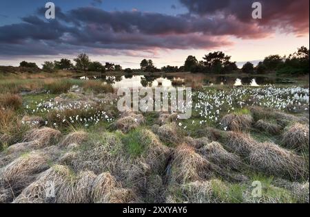 Tramonto sulla palude selvaggia con erba di cotone, Brabante settentrionale, Paesi Bassi Foto Stock