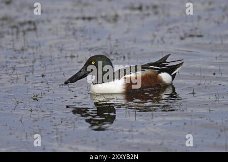 Loeffelente, Maennchen, Anas clypeata, spatola settentrionale, maschio Foto Stock