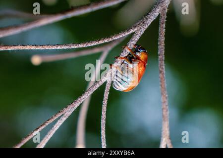 Foto macro di piccoli insetti con dettagli elevati. Coleotteri arroccati sui rami degli alberi. Foto ravvicinata della sottotribù Aulacophorina o dei coleotteri a foglia con dettagli elevati Foto Stock