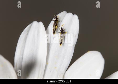 Fransenfluegler, Thysanoptera, Thrips Foto Stock