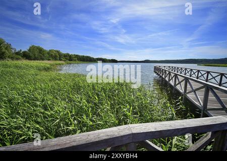 Una passerella in legno conduce attraverso dense canne ai margini di un tranquillo lago, Ruegen (Binz 1) Foto Stock