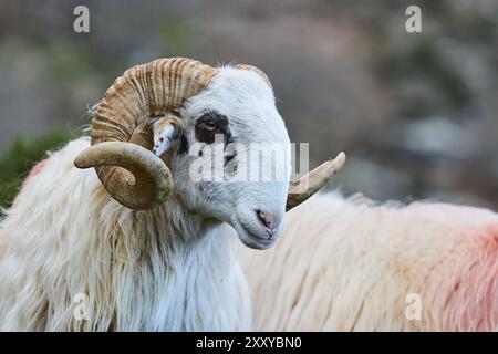 Un ariete con corna ricurve guarda lateralmente, vicino alla gola di Kallikratis, a Lefka Ori, alle White Mountains, al massiccio montuoso, a ovest, Creta, Grecia, Europa Foto Stock