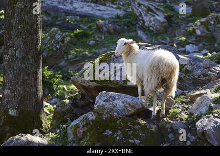 Una pecora bianca sorge su un terreno roccioso vicino a un albero, Palea Roumata, Lefka Ori, White Mountains, massiccio montuoso, ovest, Creta, Grecia, Europa Foto Stock