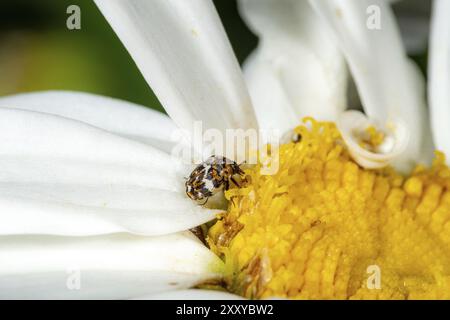 Piccolo scarabeo colorato Anthrenus scrophulariae su un fiore a margherita bianco con spazio testuale Foto Stock