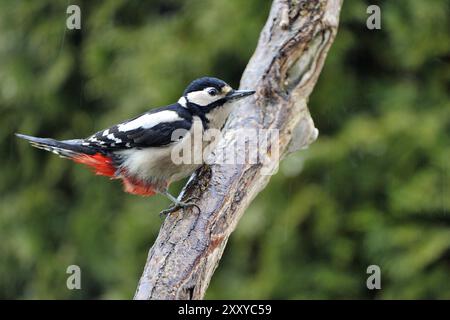 Dendrocopus maggiore (Picoides maggiore) Foto Stock