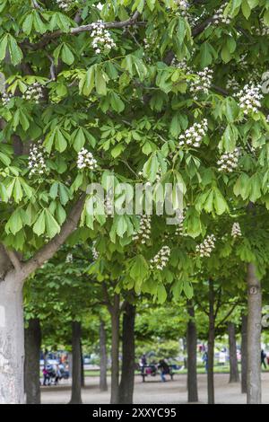 Castagni in fiore nel parco municipale di Parigi Foto Stock