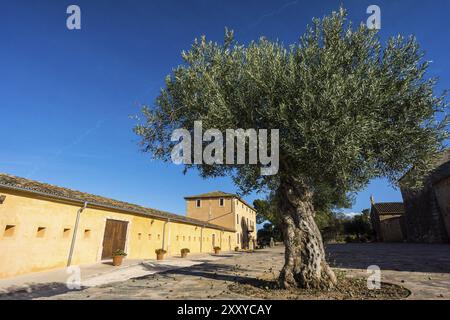 Public estate Son Real, Santa Margarida, Mallorca, Isole Baleari, Spagna, Europa Foto Stock