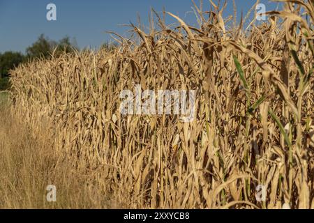 Un campo di mais essiccato dopo settimane senza pioggia Foto Stock