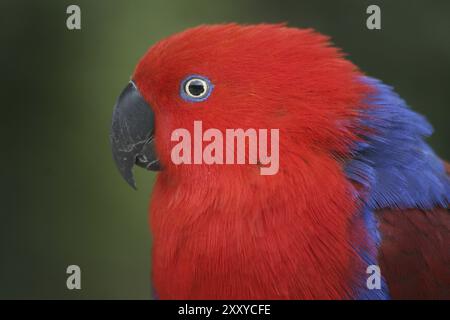 Eclectus roratus (femmina), il maschio è di colore completamente diverso (verde con fianchi rossi e becco superiore giallo). A causa di queste diverse colorazioni Foto Stock