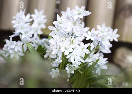 scilla bianca in giardino, primo piano Foto Stock