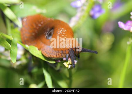 Lumaca rossa (Arion rufus) . Lumaca rossa su una foglia Foto Stock