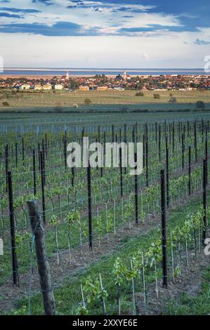 Vista sulla Freistadt Rust am Lake Neusiedl con vigneti Foto Stock