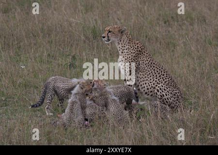 Madre Cheetah, protegge i cuccioli mentre mangiano Foto Stock