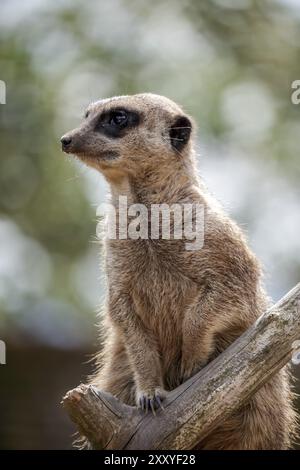 Meerkat o Suricate che agiscono come una zentera Foto Stock