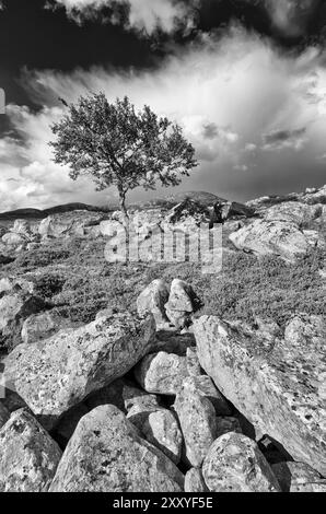 Betulla di montagna solitaria, Betula pubescens (Fjellbetulla, betulla paludosa, betulla acconciata, betulla spazzatrice, betulla pelosa, Betula pubescens, Betula alba, englishc: bir bianco Foto Stock