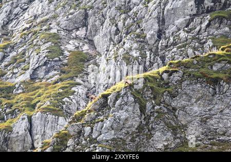 Antilope camoscio-capra su rocce nelle Alpi Foto Stock