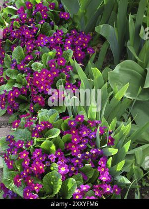 Bellissimi fiori di primula Foto Stock