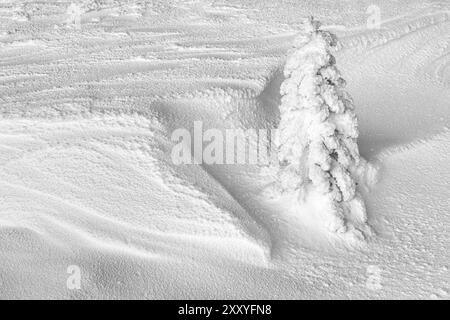 Abete innevato, Norrbotten, Lapponia, Svezia, novembre 2017, Europa Foto Stock