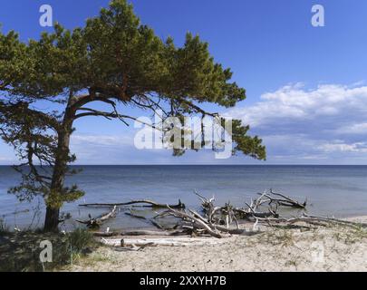 Cape Kolka Baia di riga, Lettonia, Europa Foto Stock