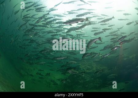 Grande scuola di salmone di Sockeye in un fiume nel Pacifico nord-occidentale, Canada. Foto Stock