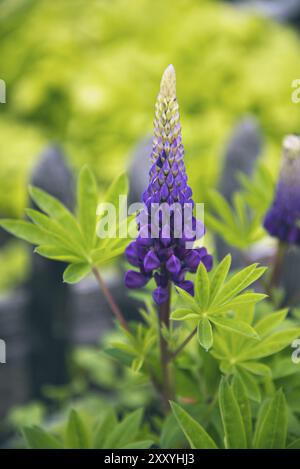 Lupino blu (Lupinus polyphyllus) Foto Stock