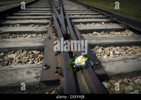 Fiori sui binari ferroviari, campo di concentramento di Auschwitz-Birkenau, museo statale, Oswiecim, Polonia, europa orientale, Europa Foto Stock