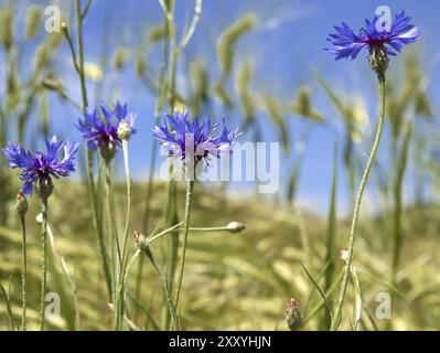 Fiori di corno in fiore (Centaurea cyanus) Foto Stock