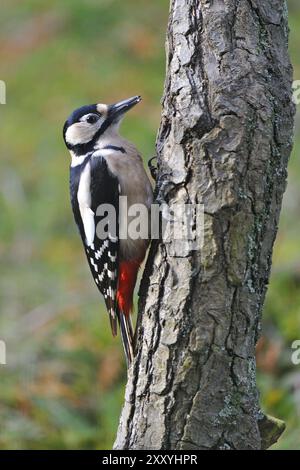 Dendrocopus maggiore (Picoides maggiore) Foto Stock