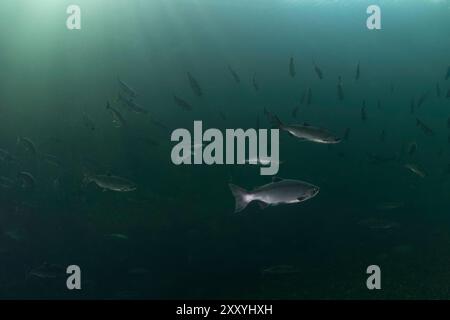 Salmone di Sockeye nelle acque profonde della Columbia Britannica meridionale, Canada. Foto Stock