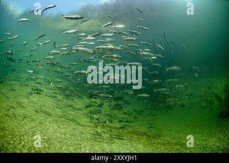 Grande scuola di salmone di calice in un profondo canyon nella Columbia Britannica meridionale, Canada. Foto Stock