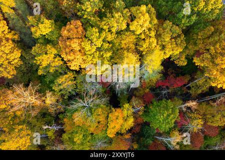 Vista aerea della lussureggiante foresta con tettoie colorate nei boschi autunnali nelle giornate di sole. Paesaggio di natura selvaggia autunnale Foto Stock