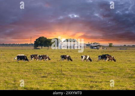 Mandria di bovini da latte che pascolano nei pascoli vicino a una piccola fattoria. Mucche da latte su prati verdi in Florida Foto Stock