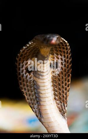 Un primo piano su di un Cobra snake in testa. Foto Stock