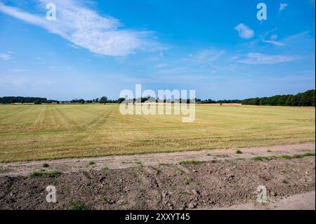 Terreni agricoli con campi di grano e erba nella campagna danese intorno a Rodby, Lolland, Danimarca Foto Stock