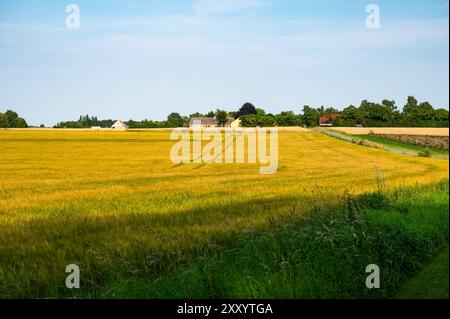 Terreni agricoli con campi di grano e erba nella campagna danese intorno a Rodby, Lolland, Danimarca Foto Stock