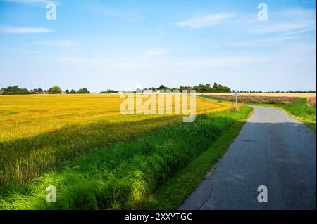 Terreni agricoli con campi di grano e erba nella campagna danese intorno a Rodby, Lolland, Danimarca Foto Stock
