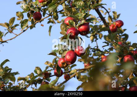 An einem Apfelbaum bei Siegen-Oberschelden haengen hängen rote Aepfel Äpfel im Morgenlicht. Der Himmel ist blau und wolkenlos. Sommer im Siegerland AM 27.08.2024 a Siegen/Deutschland. *** Mele rosse appese ad un melo vicino a Siegen Oberschelden mele alla luce del mattino il cielo è blu e nuvoloso Estate a Siegerland il 27 08 2024 a Siegen Germania Foto Stock