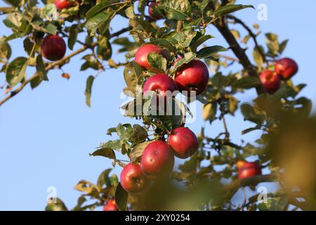 An einem Apfelbaum bei Siegen-Oberschelden haengen hängen rote Aepfel Äpfel im Morgenlicht. Der Himmel ist blau und wolkenlos. Sommer im Siegerland AM 27.08.2024 a Siegen/Deutschland. *** Mele rosse appese ad un melo vicino a Siegen Oberschelden mele alla luce del mattino il cielo è blu e nuvoloso Estate a Siegerland il 27 08 2024 a Siegen Germania Foto Stock