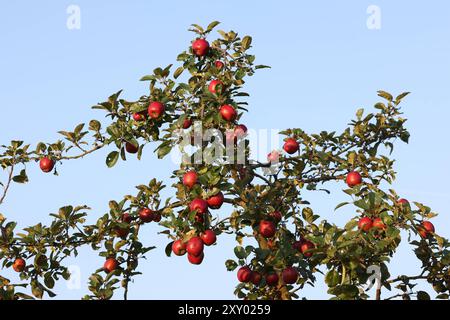 An einem Apfelbaum bei Siegen-Oberschelden haengen hängen rote Aepfel Äpfel im Morgenlicht. Der Himmel ist blau und wolkenlos. Sommer im Siegerland AM 27.08.2024 a Siegen/Deutschland. *** Mele rosse appese ad un melo vicino a Siegen Oberschelden mele alla luce del mattino il cielo è blu e nuvoloso Estate a Siegerland il 27 08 2024 a Siegen Germania Foto Stock