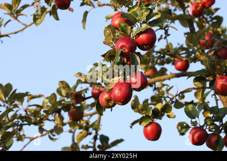 An einem Apfelbaum bei Siegen-Oberschelden haengen hängen rote Aepfel Äpfel im Morgenlicht. Der Himmel ist blau und wolkenlos. Sommer im Siegerland AM 27.08.2024 a Siegen/Deutschland. *** Mele rosse appese ad un melo vicino a Siegen Oberschelden mele alla luce del mattino il cielo è blu e nuvoloso Estate a Siegerland il 27 08 2024 a Siegen Germania Foto Stock