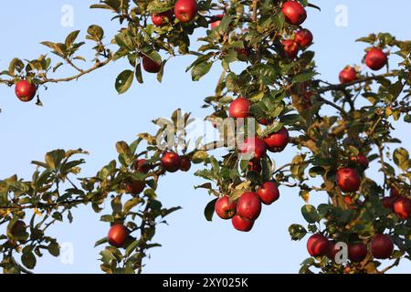 An einem Apfelbaum bei Siegen-Oberschelden haengen hängen rote Aepfel Äpfel im Morgenlicht. Der Himmel ist blau und wolkenlos. Sommer im Siegerland AM 27.08.2024 a Siegen/Deutschland. *** Mele rosse appese ad un melo vicino a Siegen Oberschelden mele alla luce del mattino il cielo è blu e nuvoloso Estate a Siegerland il 27 08 2024 a Siegen Germania Foto Stock