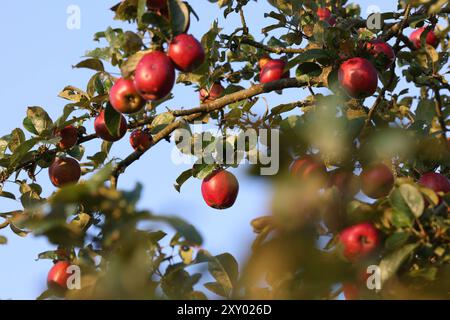 An einem Apfelbaum bei Siegen-Oberschelden haengen hängen rote Aepfel Äpfel im Morgenlicht. Der Himmel ist blau und wolkenlos. Sommer im Siegerland AM 27.08.2024 a Siegen/Deutschland. *** Mele rosse appese ad un melo vicino a Siegen Oberschelden mele alla luce del mattino il cielo è blu e nuvoloso Estate a Siegerland il 27 08 2024 a Siegen Germania Foto Stock