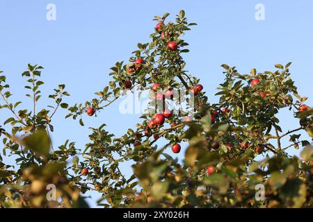 An einem Apfelbaum bei Siegen-Oberschelden haengen hängen rote Aepfel Äpfel im Morgenlicht. Der Himmel ist blau und wolkenlos. Sommer im Siegerland AM 27.08.2024 a Siegen/Deutschland. *** Mele rosse appese ad un melo vicino a Siegen Oberschelden mele alla luce del mattino il cielo è blu e nuvoloso Estate a Siegerland il 27 08 2024 a Siegen Germania Foto Stock