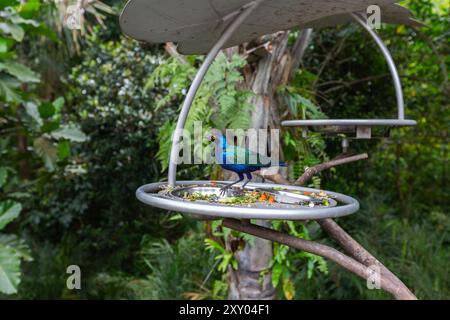 Vista laterale del profilo di una stella viola (Lamprotornis purpureus) presso una fonte di cibo. Bird Paradise, Singapore. Foto Stock