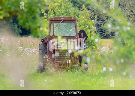 Trattore Massey Ferguson d'epoca in erba alta, incorniciato da rami offuscati, con un campo di grano maturo e una foresta lontana sullo sfondo. Foto Stock